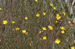 Narrowleaf evening-primrose